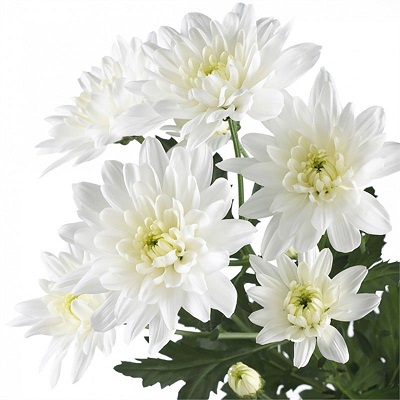Chrysanthemum