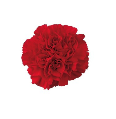 Red carnation
