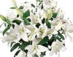 White lilies