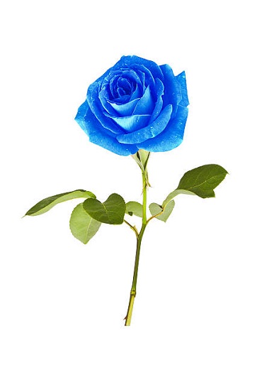 Blue rose