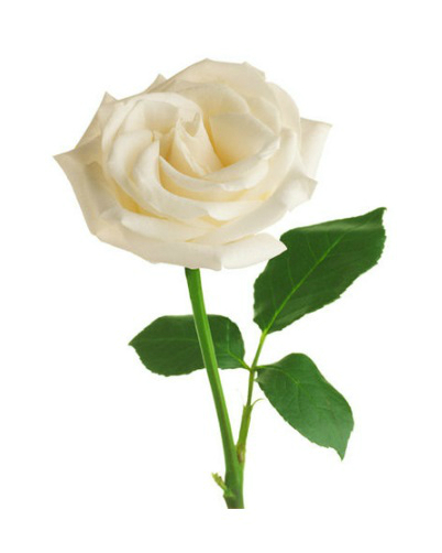 White rose