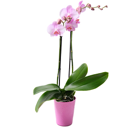 Orchid