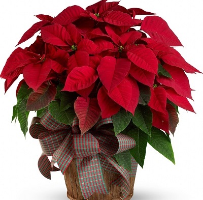 Ngjyra e Krishtlindjeve