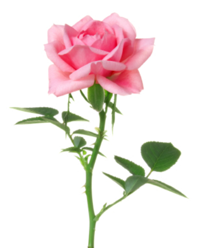 Pink Rose