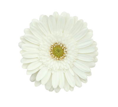 White gerbera