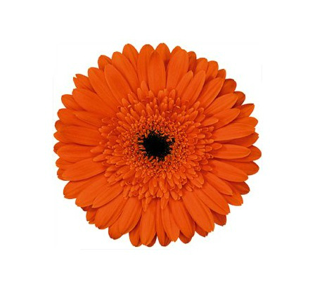 Orange gerbera