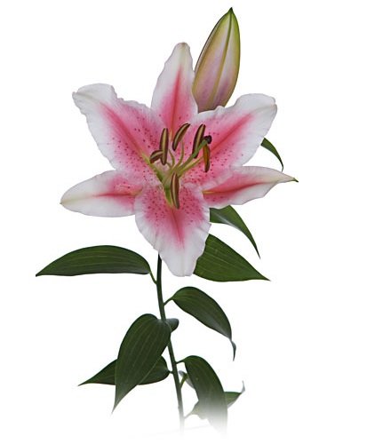 Pink lily