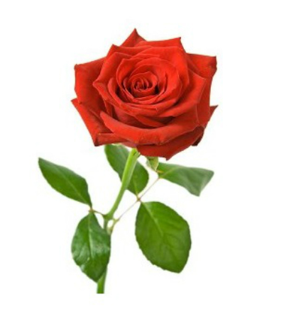 Red rose